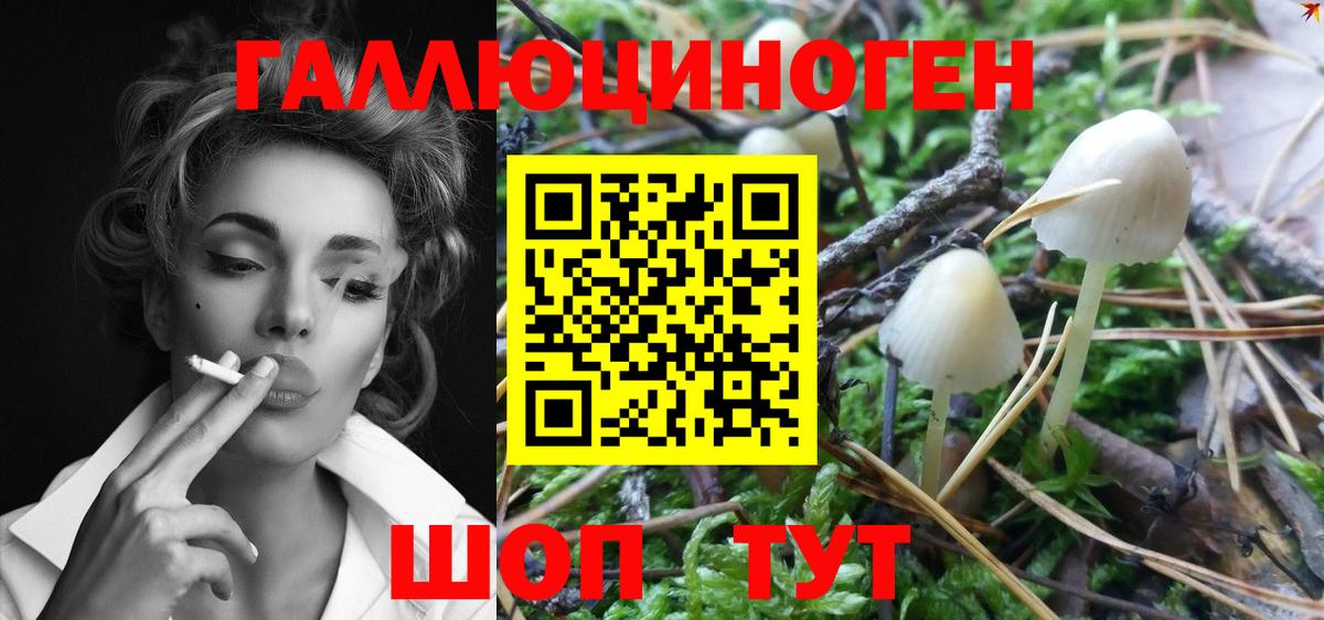 Галлюциногенные грибы Psilocybe Лесосибирск